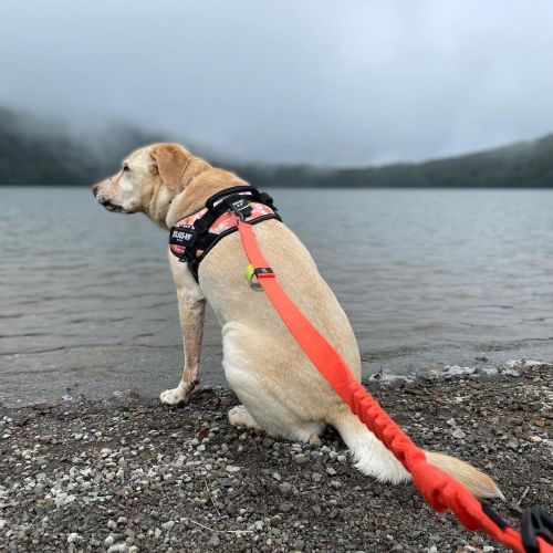 きのうののんび 涼しいね #dog #犬 #labrador #北関東一かわいい #小沼 #大沼 (Mount Akagi) https://www.instagram.com/p/CS_9fhhHc