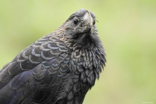 ainawgsd:The smooth-billed ani (Crotophaga ani) is a large near passerine bird in the cuckoo family.