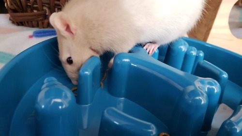 ppilppil:mealworm maze! maybe next time we’ll try with water+peas