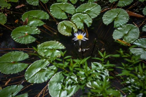 One good flower!#waimea #waimeafalls #waimeavalley #oahu #oahuphotographer #oahuphotography #flowe