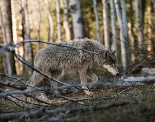 Porn huginn89:  Wolves photos