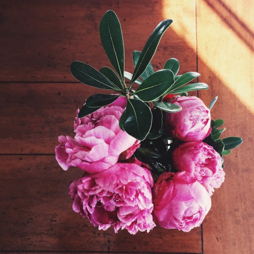 My boyfriend finds peonies in the winter. PEONIES in the winter. In frigid Philadelphia. When did I 