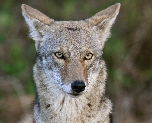 We know this coyote at Laguna Atascosa National Wildlife Refuge in Texas doesn’t look thrilled