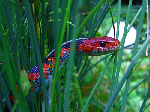 i-sucked-dick-on-accident:look at my rainbow noodle children