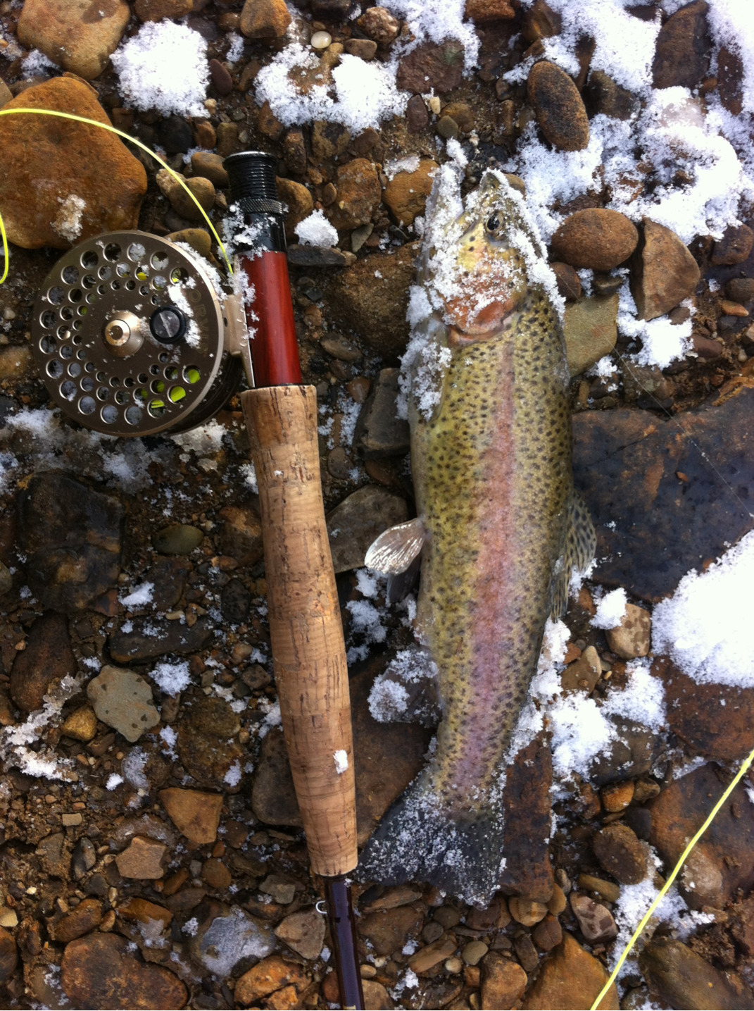 northofcanal:  Early Christmas present on Kinzua Creek Westline, PA.