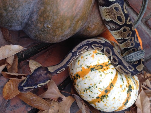 snoodlysneks: Saya wishes you a happy halloween, stay safe!