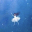 periwinkle-epilogue