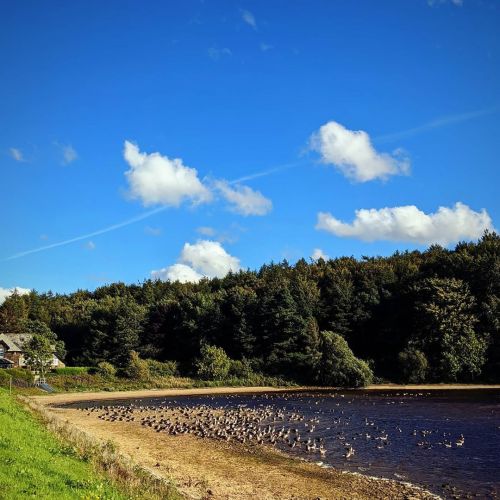 Love this house on the edge of the Eccup reservoir, and the absolute nation of geese who hang out on