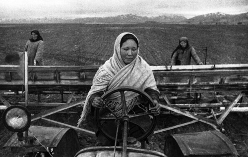 fuldagap: Young Kyrgyz women sow sugar beets while the men are off on the eastern front, Kirghi