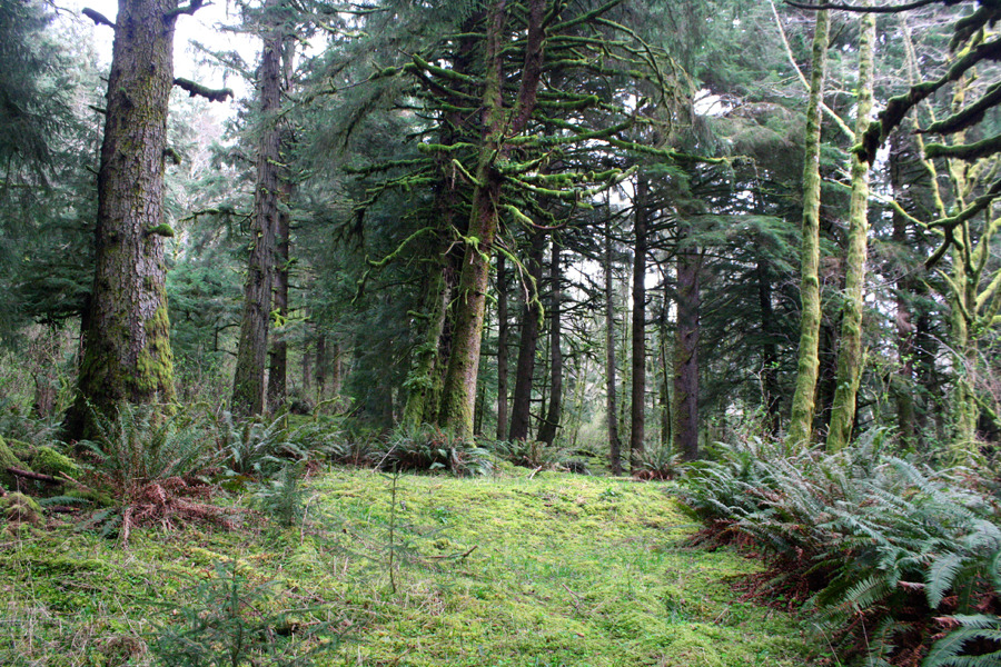 bright-witch: The Nature Conservancy//Forest Service’s Cascade Head Trails ♢