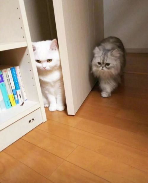 cute-lil-animals