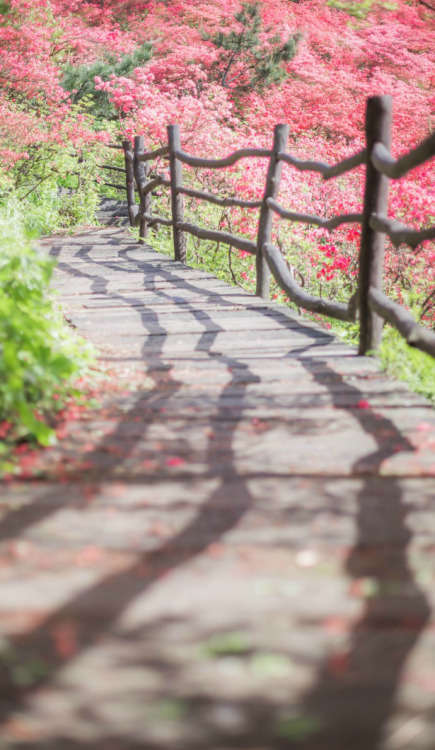 fuckyeahchinesegarden:azalea on guifeng mountain, hubei province. photo by 莳录