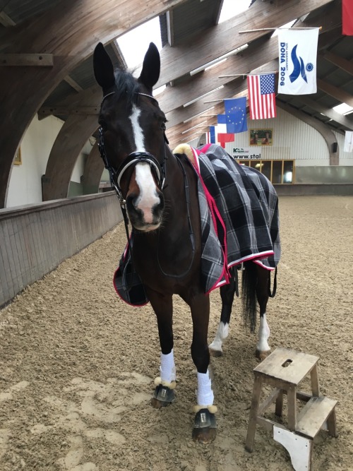 the-dressage-moo: Hey there big ears.