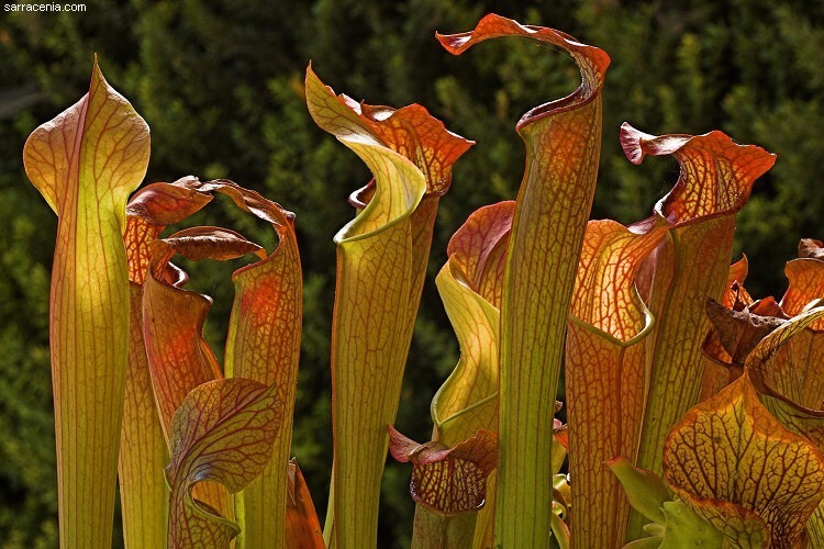 carni-gardener: Sarracenia rubra is also referred to as the ‘sweet trumpet’,