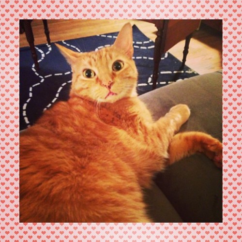 laundryaisandrea:We all love George