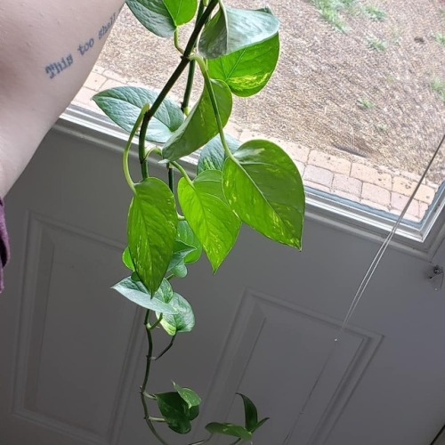 Makin babies♡ #photography #naturephotography #nature #goodvibes #goodjuju #today #pothos #plants #h