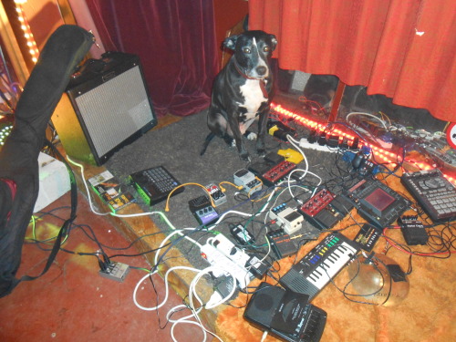 socksyfocksy: koks-emil: blogdogz: Local dog seeking others to form a noise band. Must enjoy arti