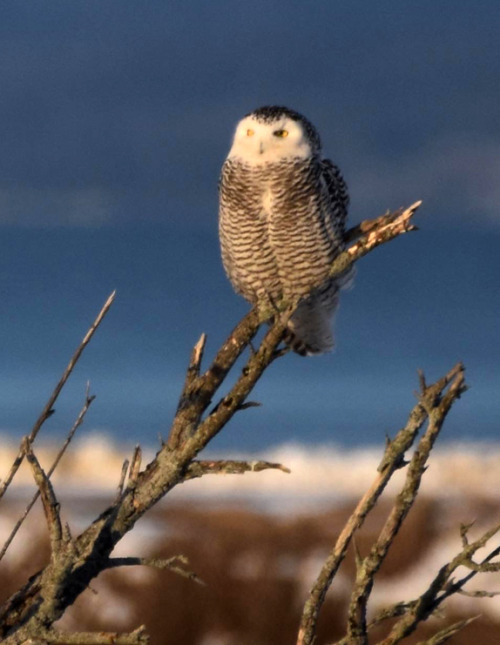 Snowy Owl  (Bubo scandiacus)