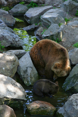 burning-soul:  Bears - mother and son 
