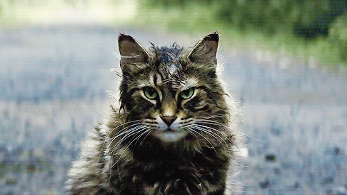 unicornships:these cool cats will rule the world…and the red carpet. Happy Caturday ~ Goose // Churc