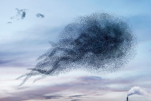 justyoureverydaylunatic:from89:from89:The balletic murmurations of wild birds by Alain Delorme BIIII