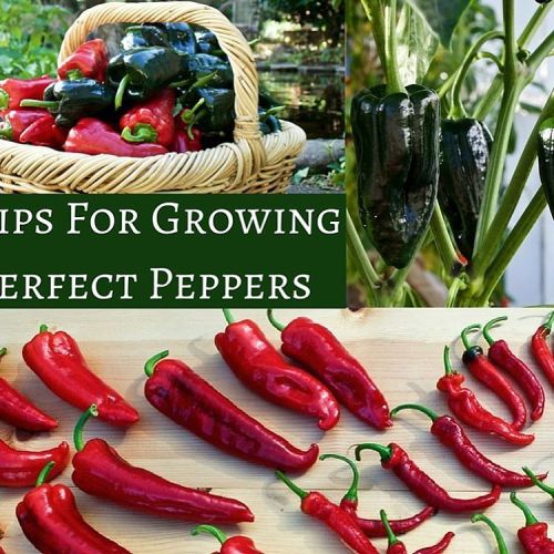 This post is full of great tips for growing peppers. PLUS! It’s a blog hop. Explore all five o