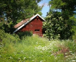 abandonedimages:  Overgrown house in the