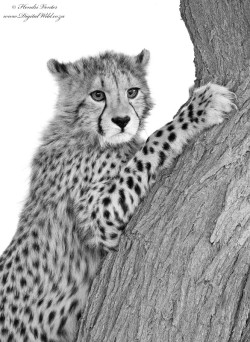llbwwb:  Cheetah Cub by Hendri Venter)
