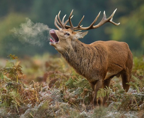 beautiful-wildlife:The Boss by Dave Kitson