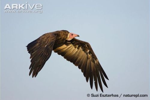 zsl-edge-of-existence:Because hooded vultures are so much smaller than most other African vultures, 