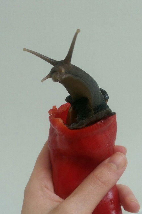 The majestic pepper snail