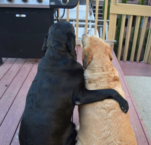 Yellow Labs are such good dogs Well all Labs from what I can see