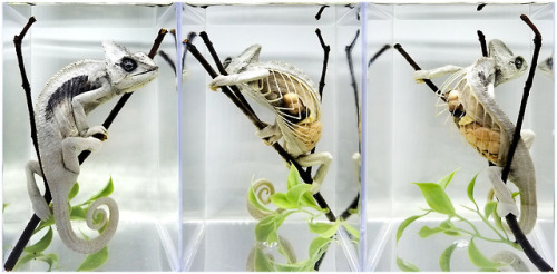 I had to get this specimen photographed for a workshop yesterday, and I’m really proud of how 
