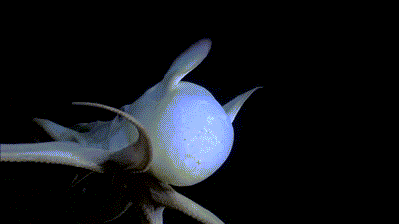 griseus:Sometimes nicknamed the Dumbo octopus (Grimpoteuthis bathynectes), its ears are really fins 