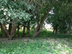 mint patches, flowers, and a picnic by the river. discovered so many wonderful and friendly spots today.