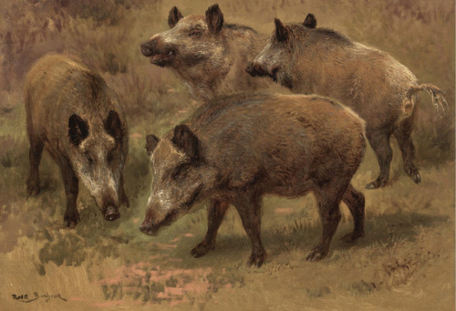 artistsanimals:Title: Four Boars in a LandscapeArtist: Rosa BonheurMedium: Oil on canvasSize: 12 5/8