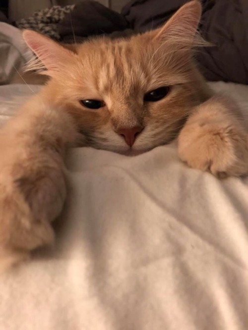 protect-and-love-animals:The aesthetic cats