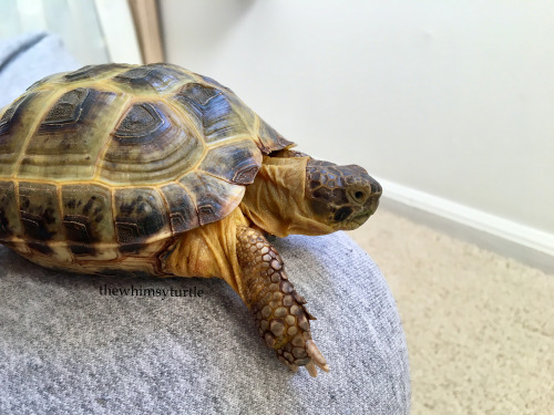 thewhimsyturtle:If Mom gets up, I will fall off her knee.  But if Mom doesn’t get up, I w