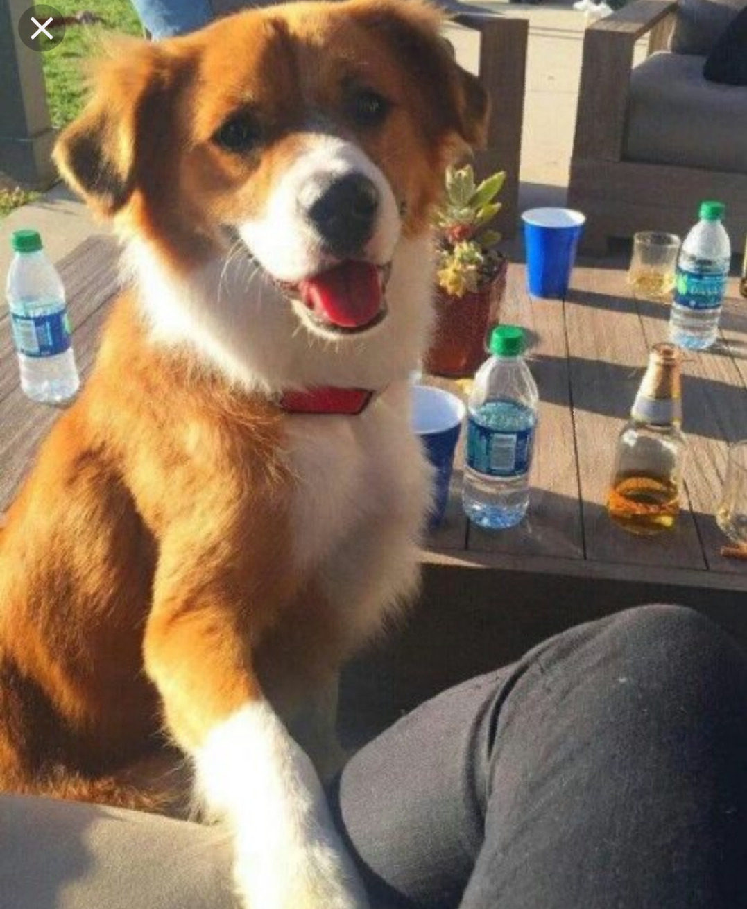 whiskey-cokenfanfic:  As much as I love Chris, Dodger has my whole heart! Look at him.MagnificentJust perfect.Heckin superb you funky little pooch.