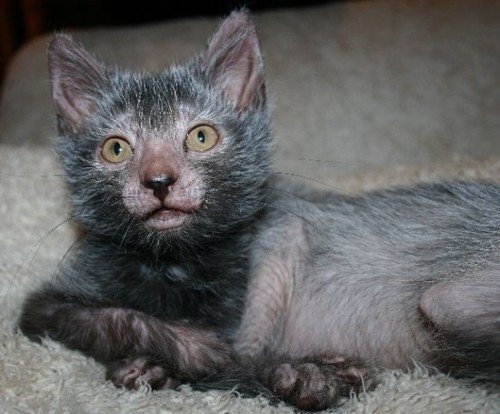 Porn A new breed of cat that looks like a werewolf photos
