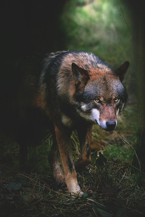 teenageers:  wolf