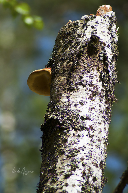 dead wood