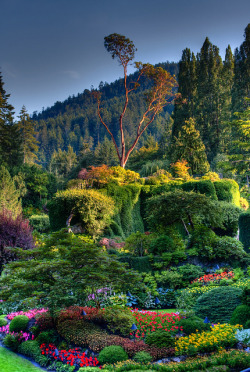 wapiti3:  The Butchart Gardens | Victoria