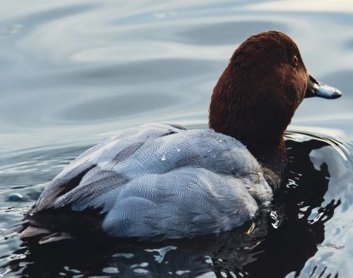 The Common Pochard’s not so common a sight around where I normally trek I love that deep red h