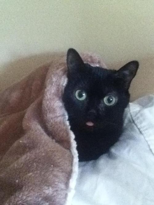 cute-overload:My cat decided to tuck herself in to bed…http://cute-overload.tumblr.com