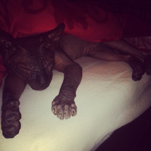 okkvlt: Sometimes the black devil needs to rest, too.