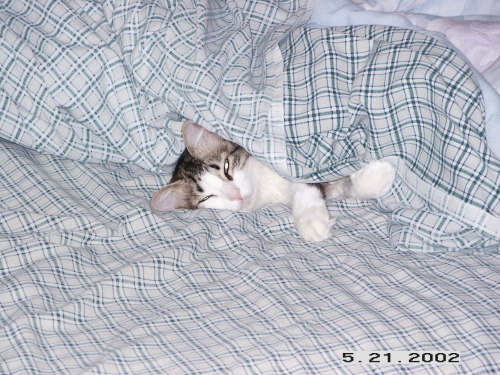 Stripy hogging in my parent&rsquo;s sheets.