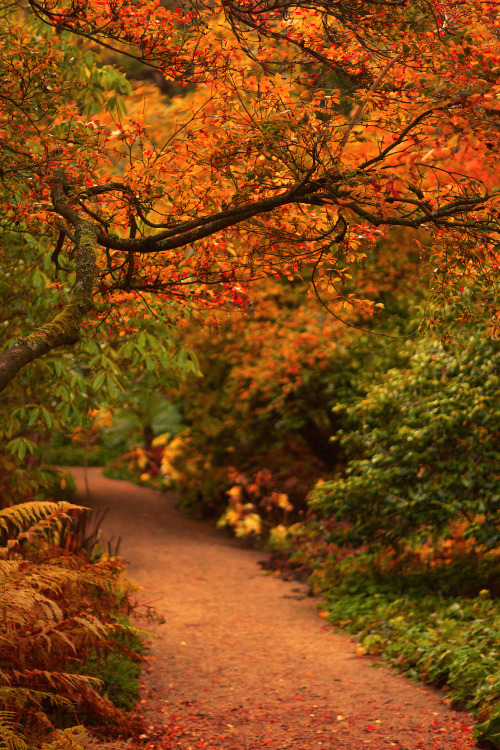 tony626: dailyautumn: Autumn in Northumberland 2 by newcastlemale ritasv