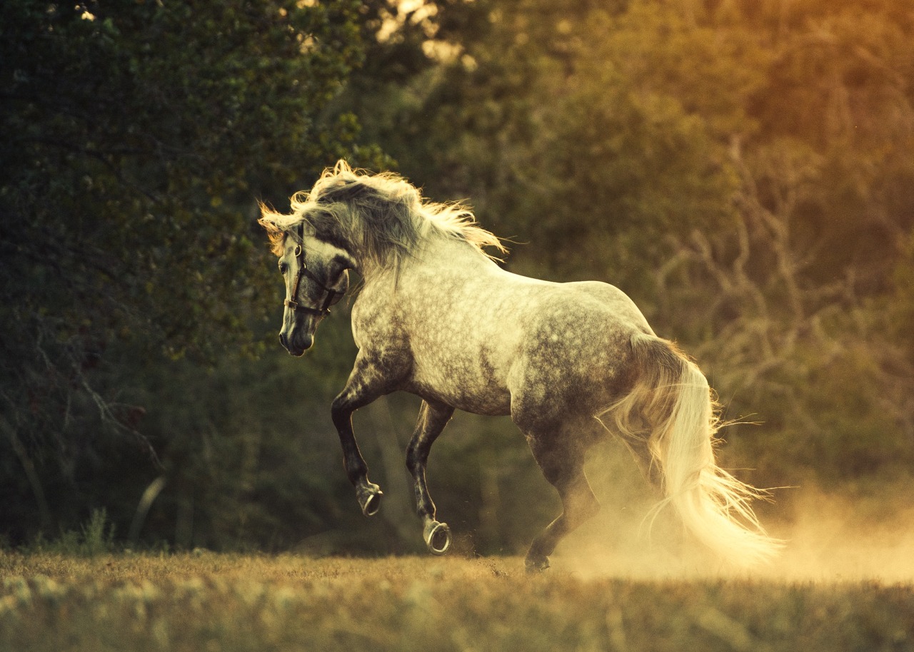 4qh4:  new favorite aqha stallion: epic leader 