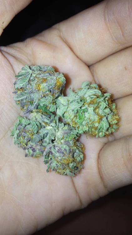 reddlr-trees:  What do you guys think of this? It’s called Alaskan Thunder Fuck.